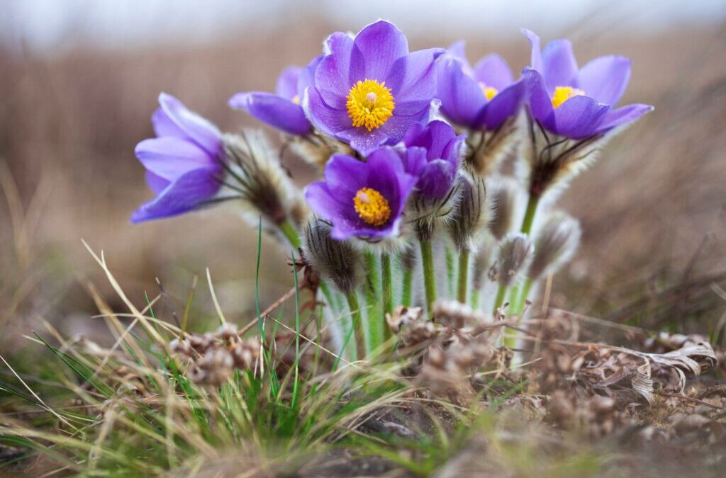 LIFE integruotojo projekto „Naturalit” naujienlaiškis – 2023 m. gegužė
