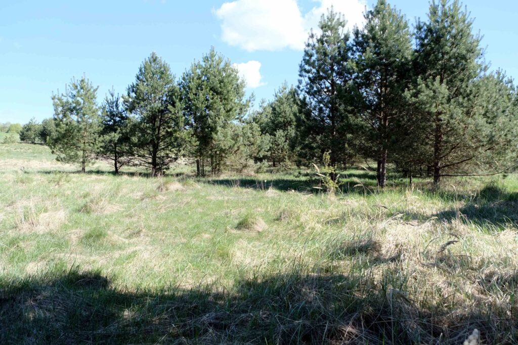 Europos Bendrijos svarbos buveinė 6510 Šienaujamos mezofitų pieva – užauganti pušimis.