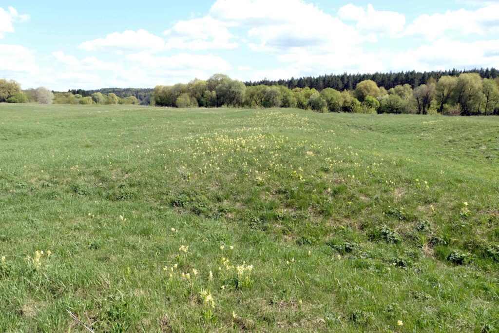 Prižiūrima (šienaujama) Europos Bendrijos svarbos buveinė - mezofitų pieva.