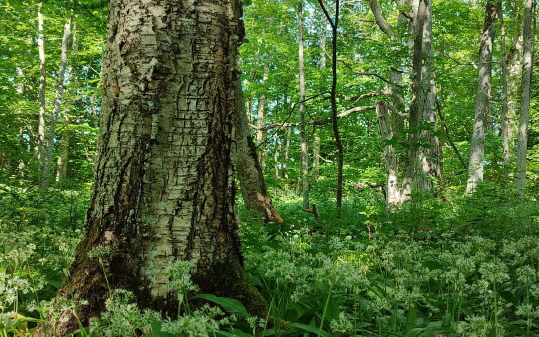 Seminar “Human and Forest Relationship, Use and Protection”