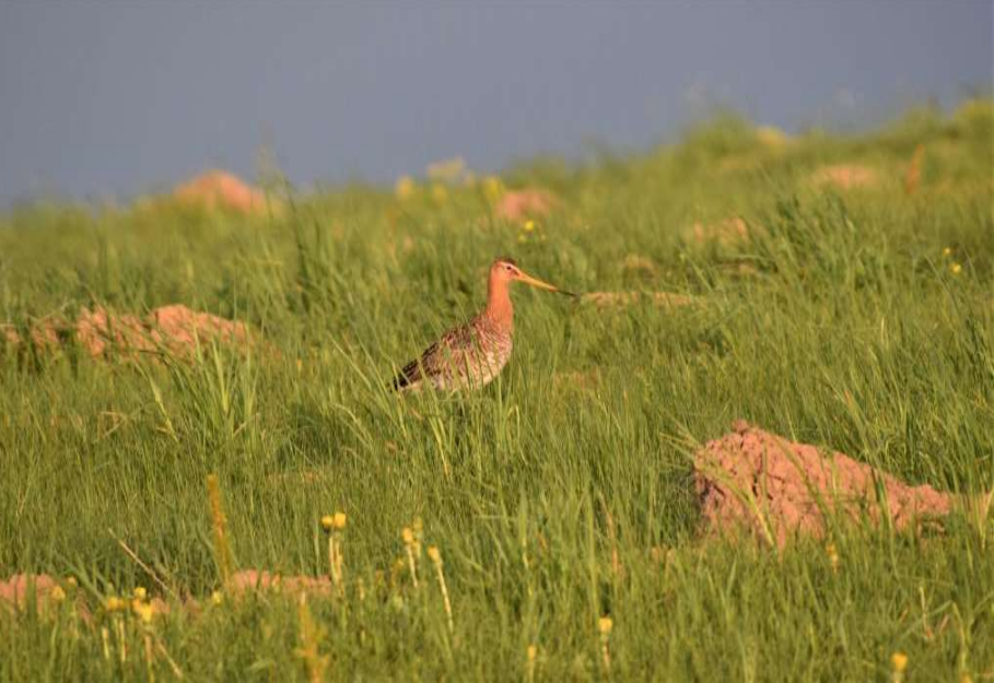 Paprastasis griciukas – trumpai Lietuvoje pabūnantis tolimas skraidūnas