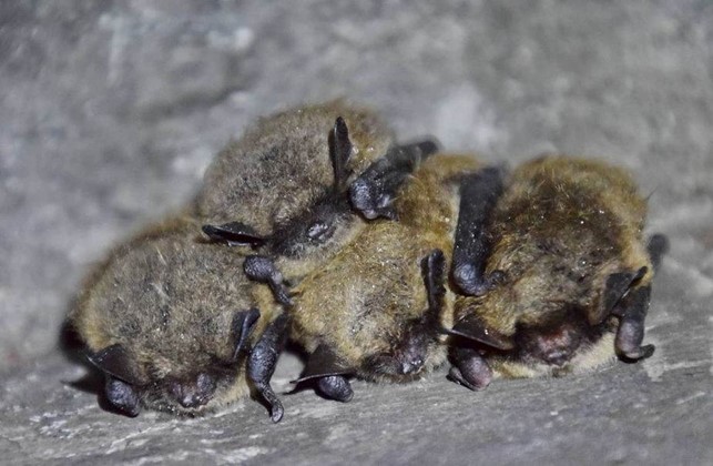 Pamačius šikšnosparnį reikia ne bijoti, o džiaugtis, kad Lietuvoje vietos randa saugomos rūšys