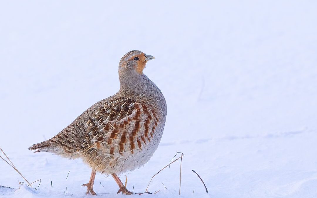 Europoje nyksta žemės ūkiui naudingas paukštis – pilkoji kurapka