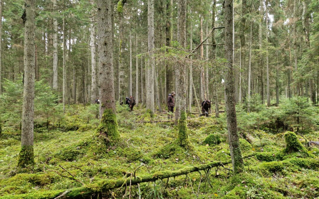 Stažuotės Latvijoje metu – dėmesys į Lietuvos raudonąją knygą įrašytam žaliajam sėmainiui