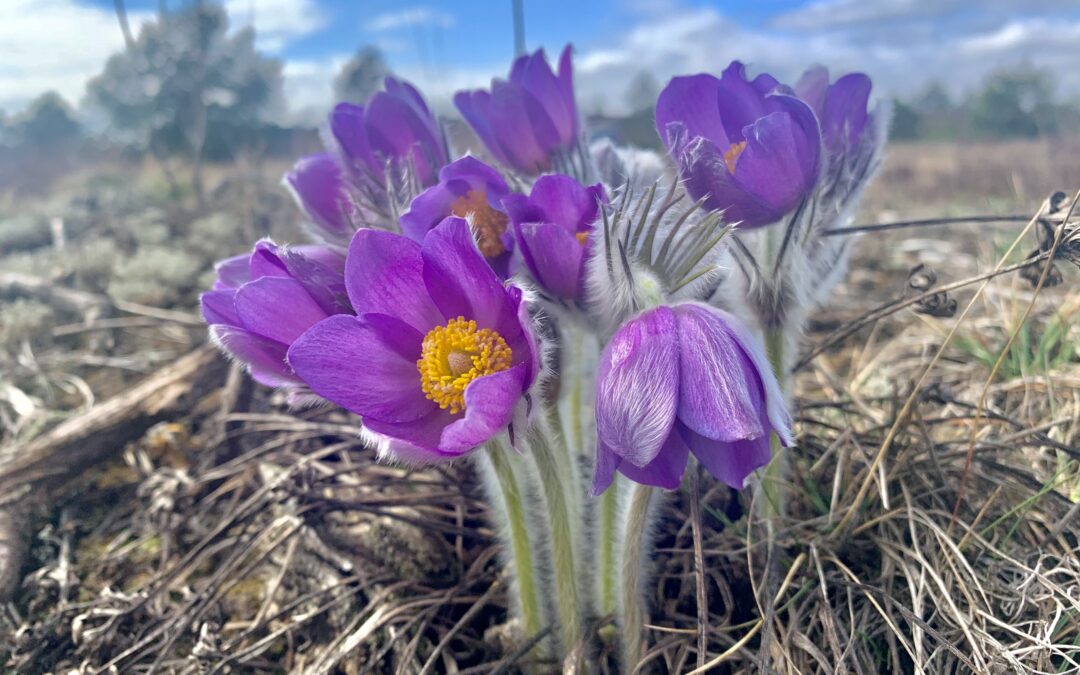 Kviečiame į EB svarbos rūšių referencinių dydžių nustatymo nacionaliniu lygmeniu rezultatų pristatymą