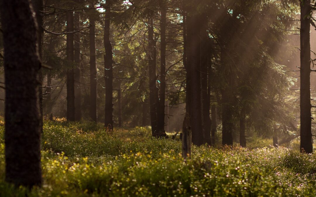 Lietuvos miško savininkų apklausa, atliekant miško mokslo darbą
