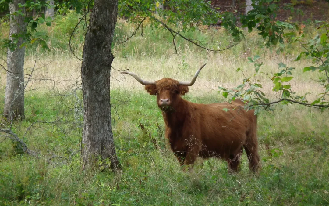 Ganymas miškuose: parengta mokslinė apžvalga ir gairės politikos formuotojams