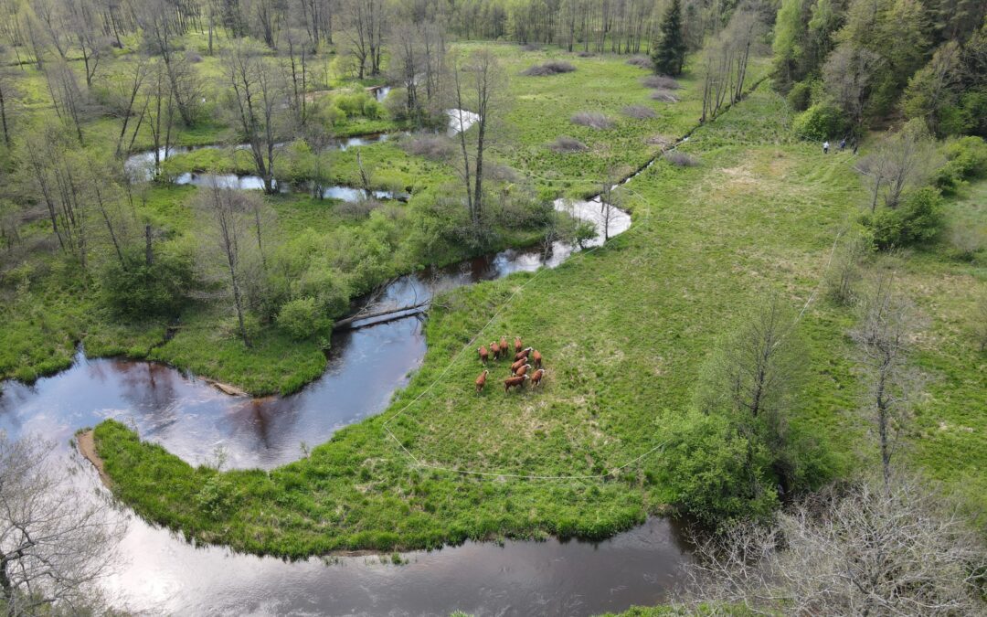 Skerdyklos įrengimas Dzūkijos NP laikinai stabdomas, ieškoma geriausio sprendimo šios veiklos įgyvendinimui