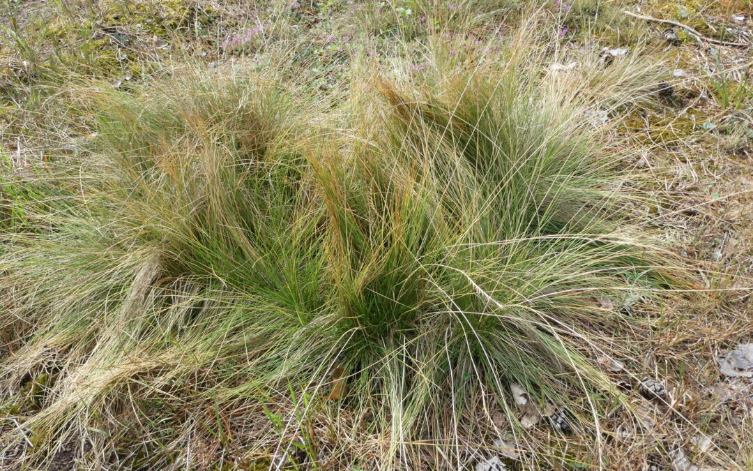 Skatina atkreipti dėmesį į sparčiai nykstančius briedgaurynus