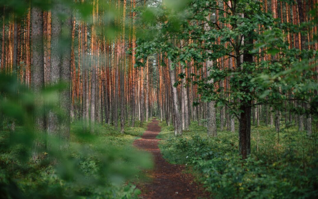 Ar gamtai reikalinga žmogaus atliekama gamtotvarka?