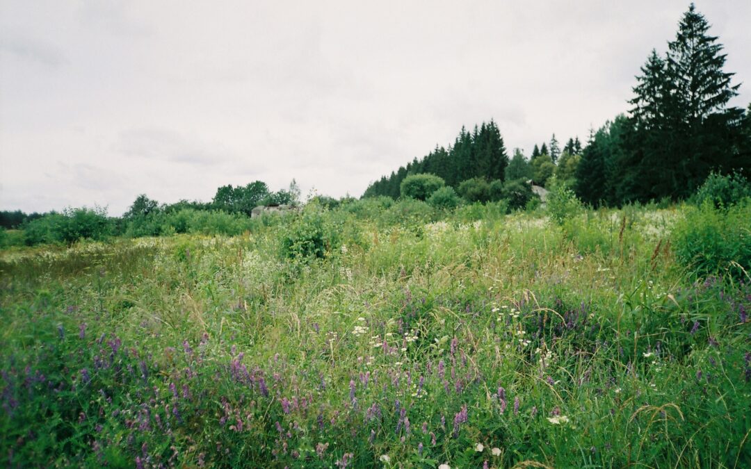 Kodėl žolės smulkinimas nėra naudingas?