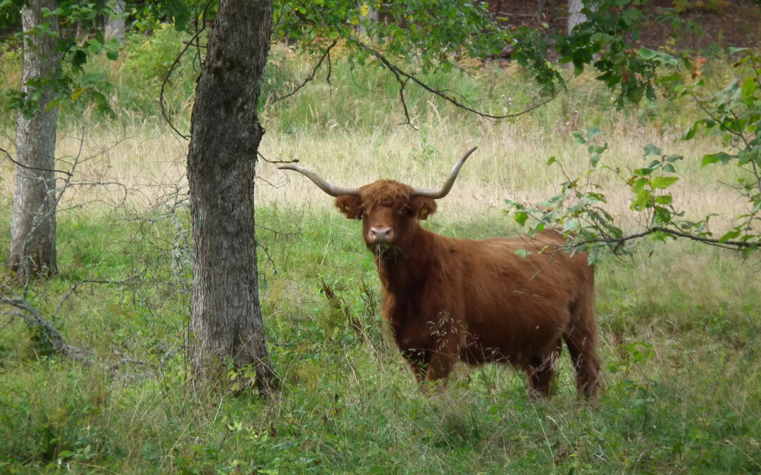 Grazing in Forests: a Scientific Review and Guidance for Policy Makers