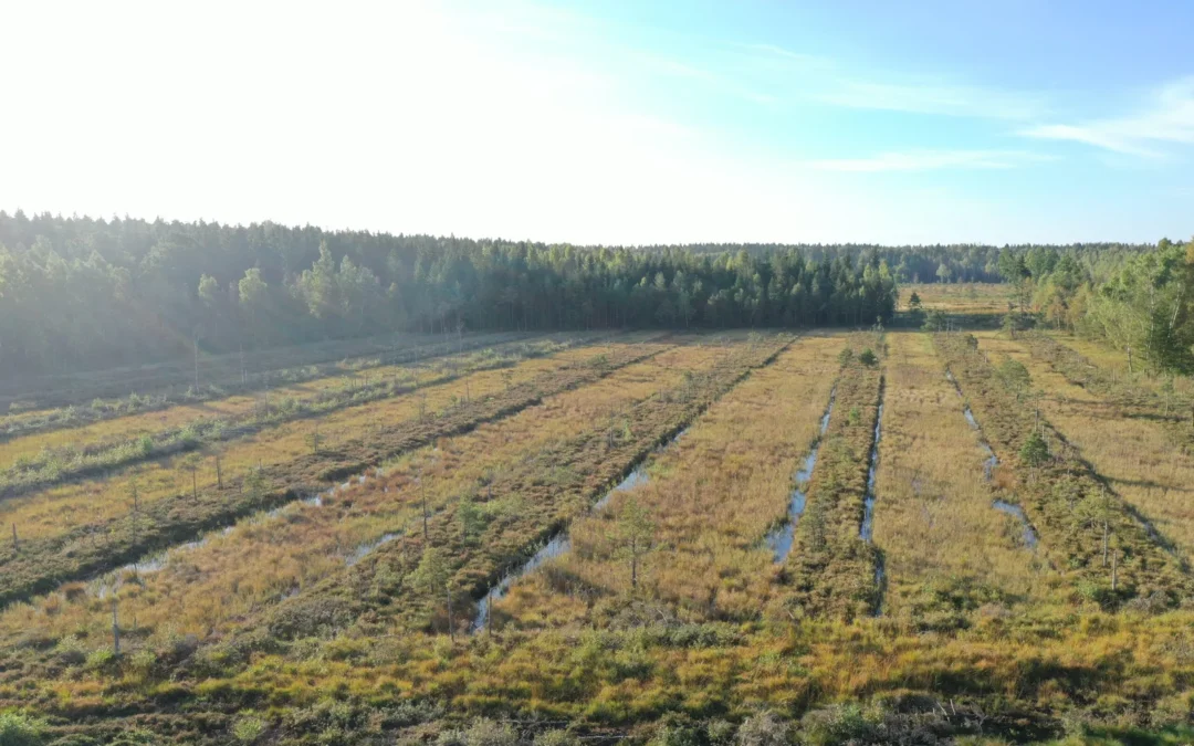 Encouraging Results in the Restoration of the Užpelkiai Raised Bog