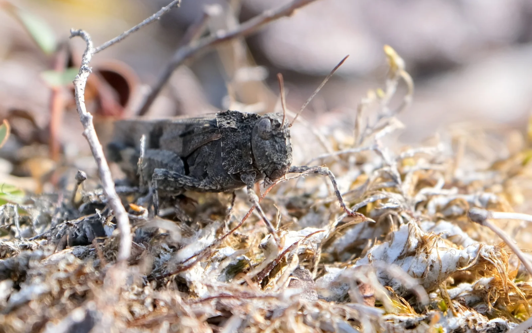 Encouraging Signs in the Lowland Dunes of Dzūkija
