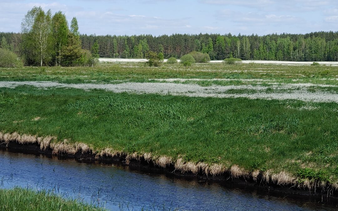 Kodėl pelkės – naudingos?