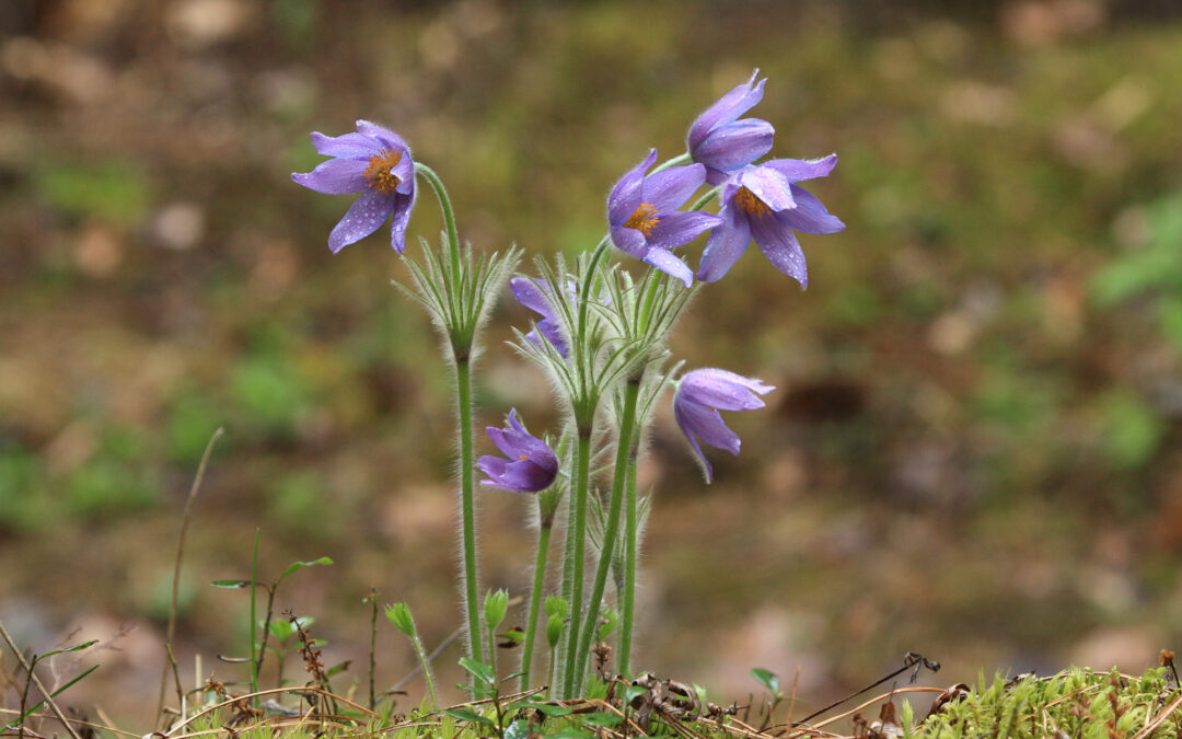 The Nature Restoration Regulation was approved