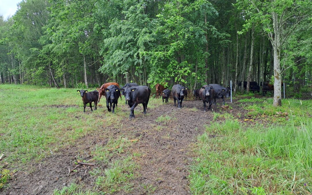 After a break of half a century, cattle are grazing again in Ginučiai