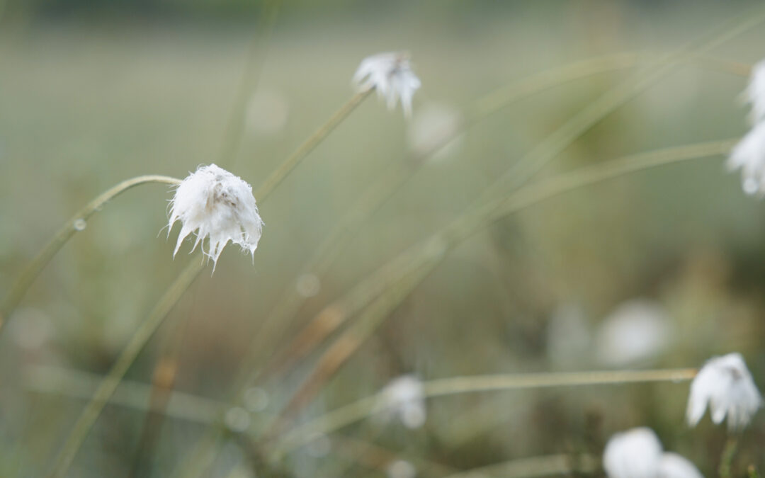 LIFE integruotojo projekto „Naturalit” naujienlaiškis – 2024 m. liepa