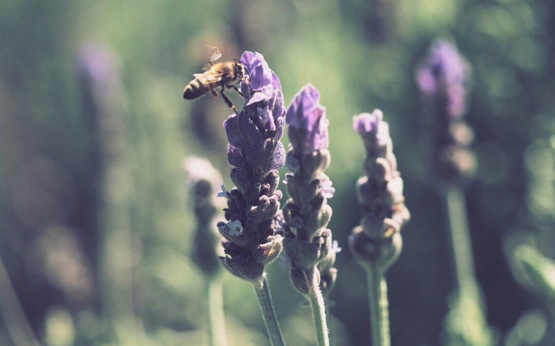 Nykstantys vabzdžiai – ir Lietuvos, ir viso pasaulio problema