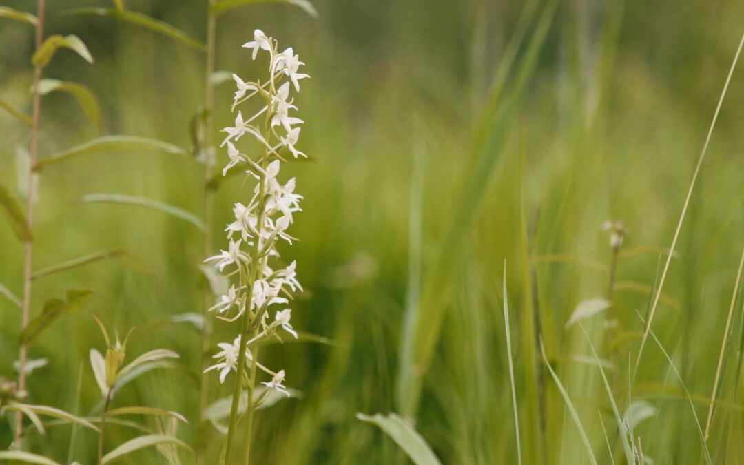 Ginučių ąžuolyne – džiuginantys pokyčiai