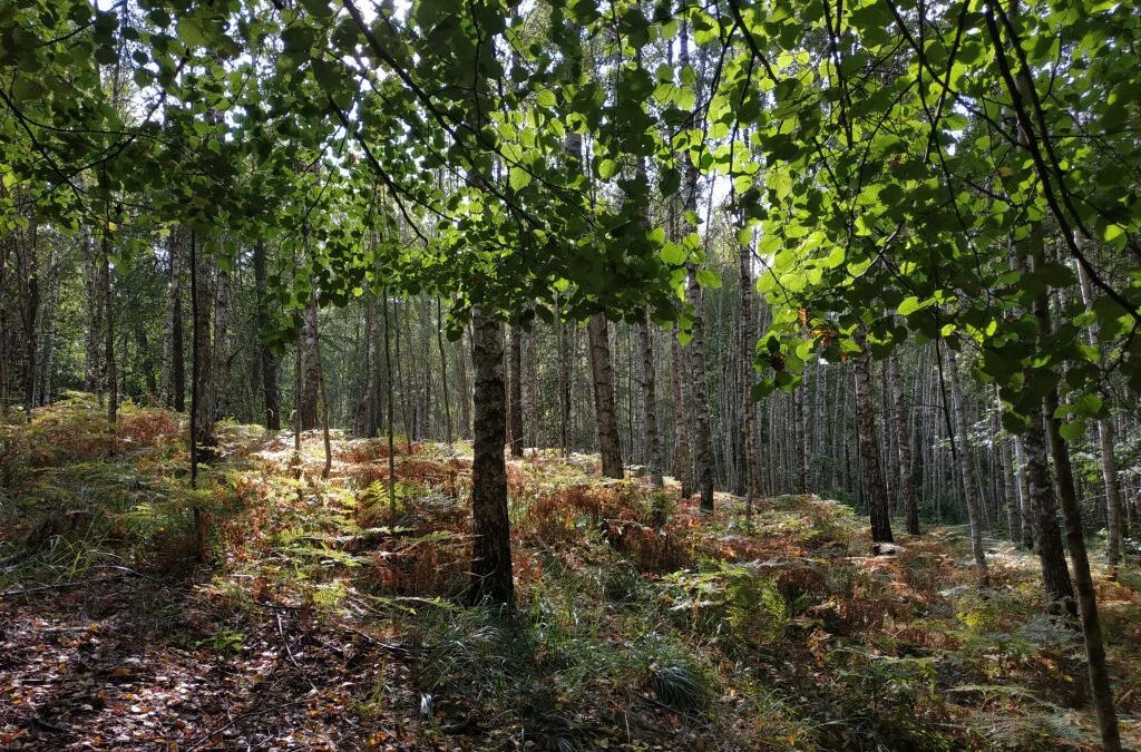 In Punia Forest – 28 beetle species discovered for the first time in Lithuania