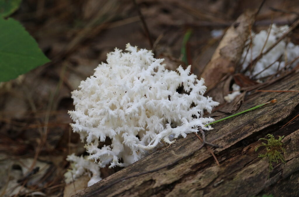 Mikologijos laboratorijos vadovė: nykstančios rūšys sukelia domino efektą