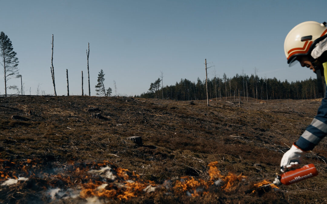 DUK: kontroliuojamas miško paklotės deginimas