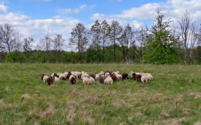 Sheep help maintain nature on the Pabiržė Peninsula