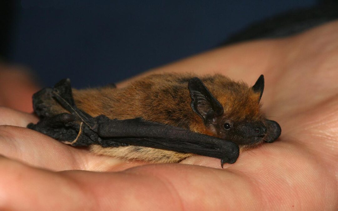 Aptikta Lietuvai nauja šikšnosparnių rūšis