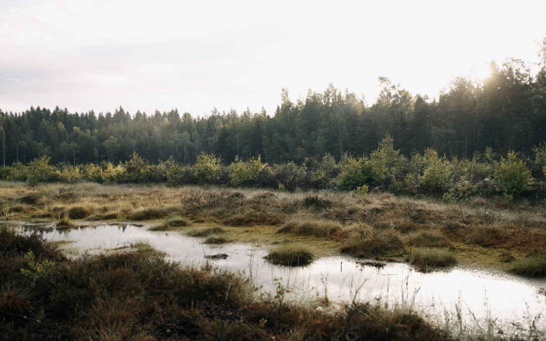 What does the raised bog of the Užpelkiai telmological reserve look like today?